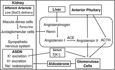 Aldosterone-Regulated Sodium Transport and Blood Pressure